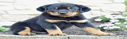 Rottweiler dogs for sale: Wilder - Ad 3