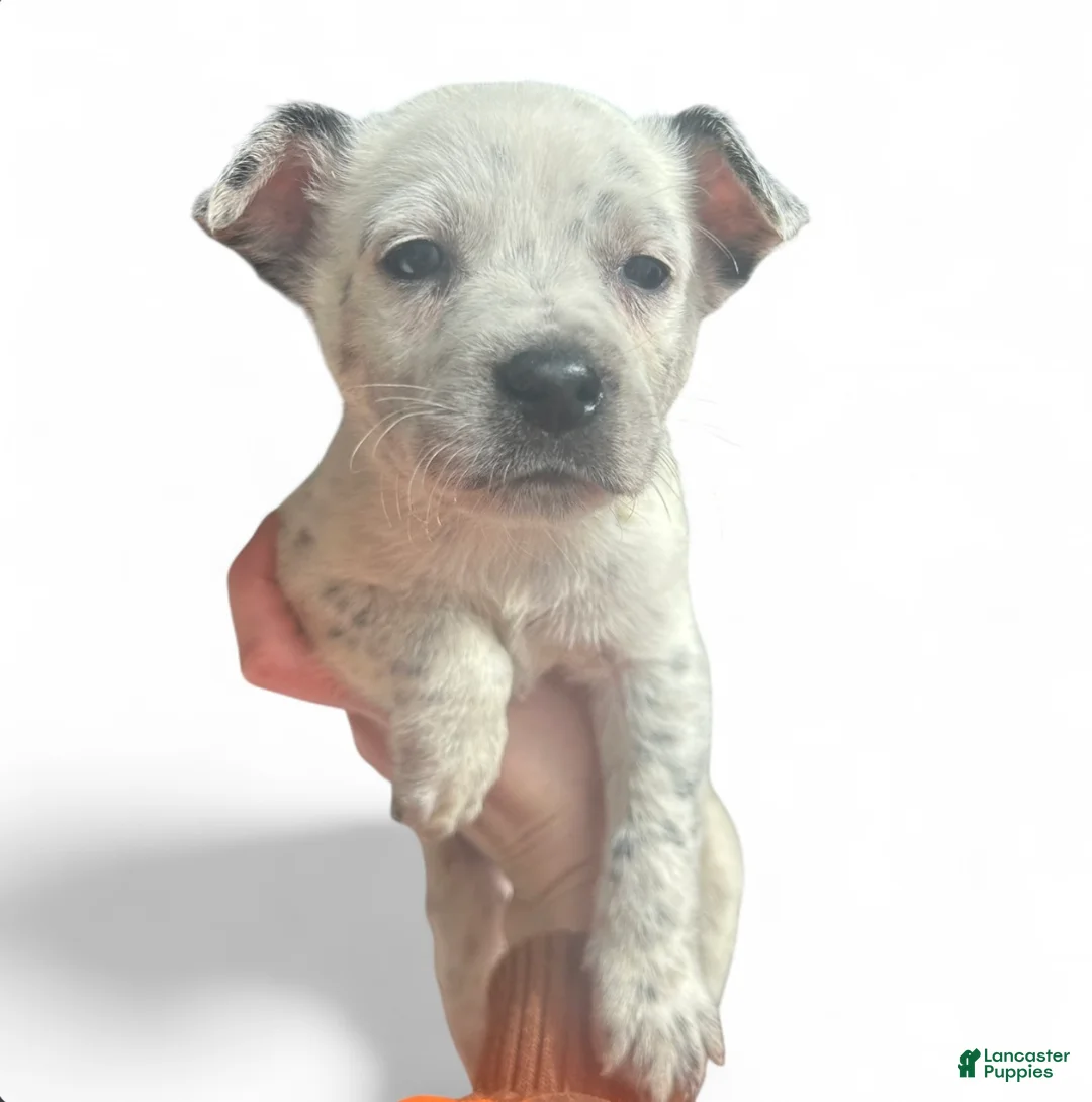 Australian Cattle Dog dogs for sale: Australian Cattle Dog Puppy 2 - Ad 2