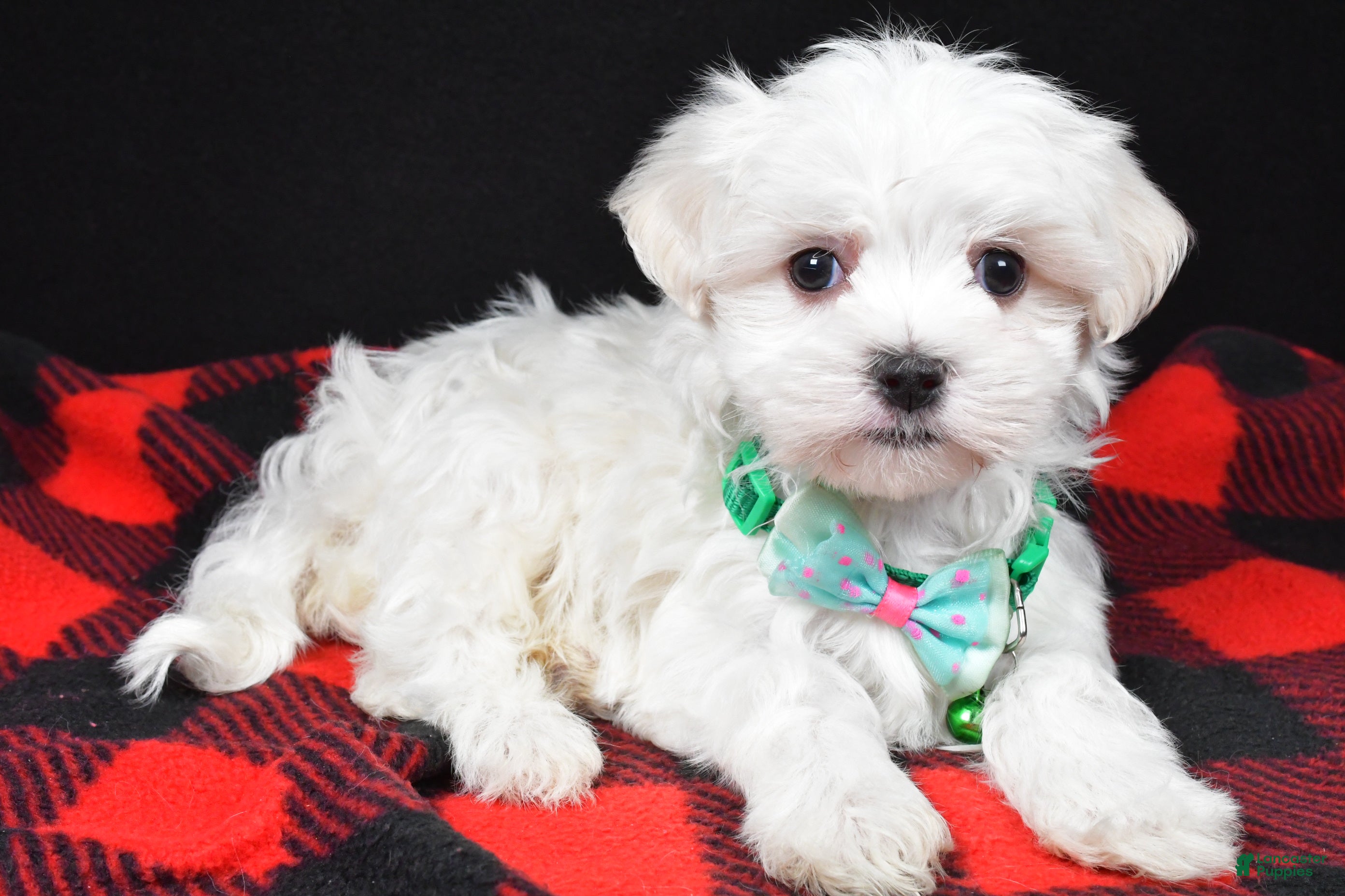 Maltese dogs Houston - Ad 42