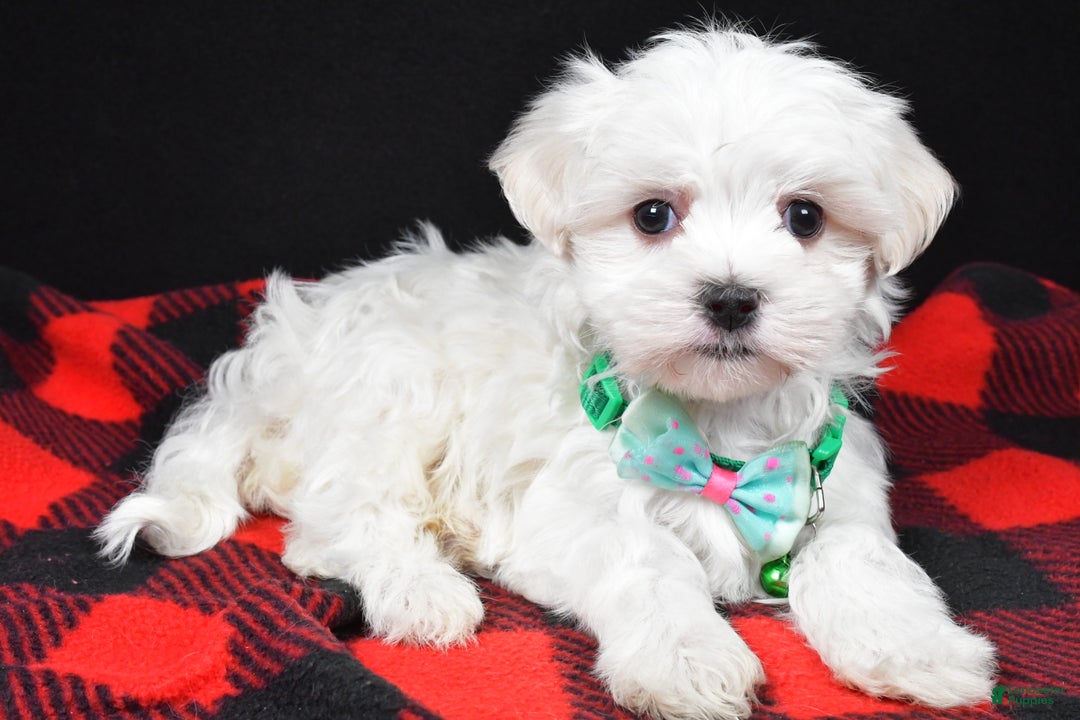 Maltese dogs for sale: Houston - Ad 1