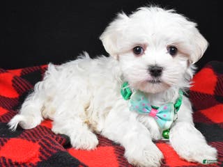 Maltese dogs Houston - Ad 41