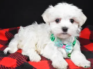 Maltese dogs Houston - Ad 14