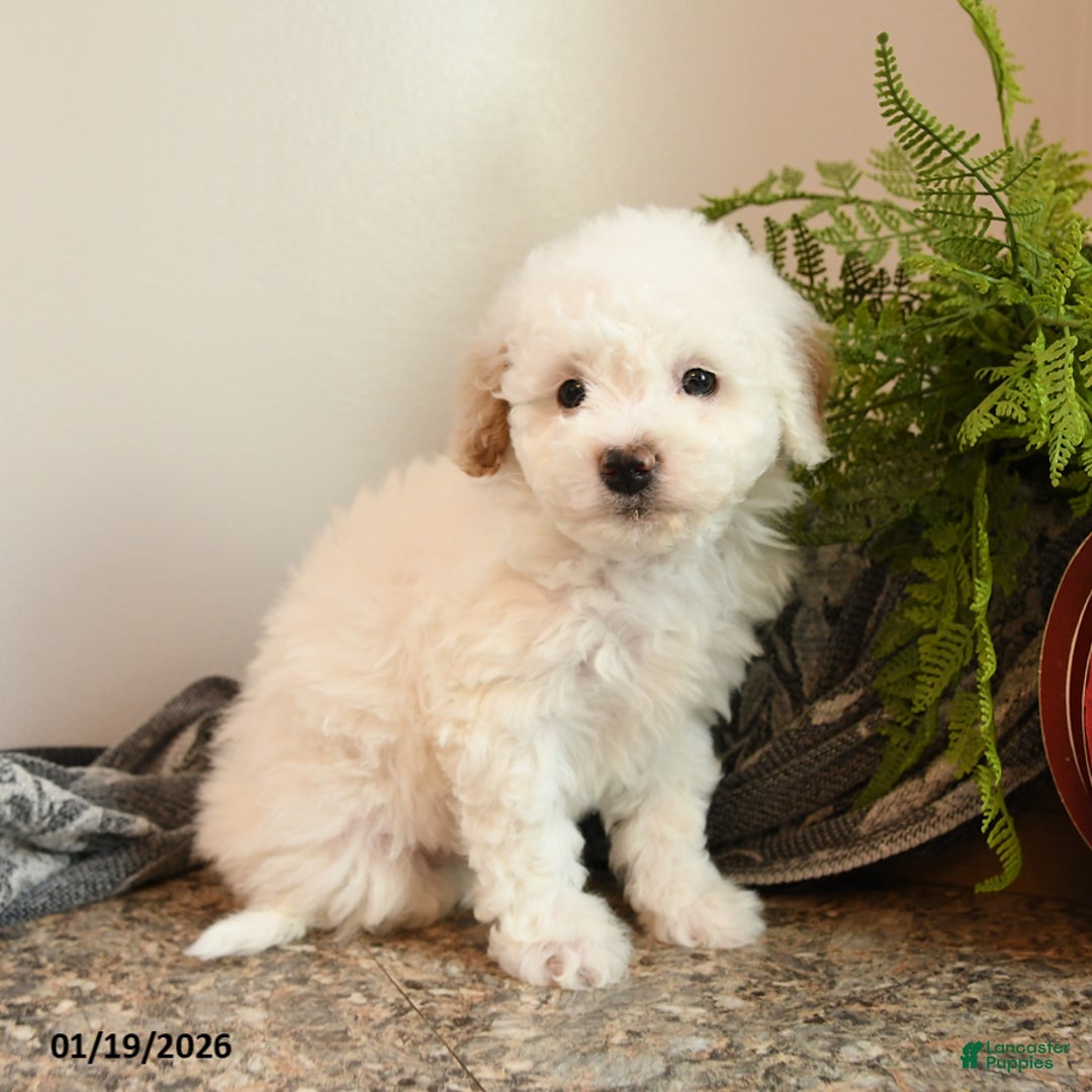 Bichpoo dogs for sale: Honey - Ad 4