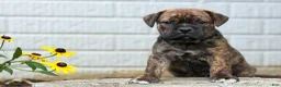 Beabull dogs for sale: Ashton  - Ad 15