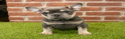 French Bulldog dogs for sale: Macy - Ad 2