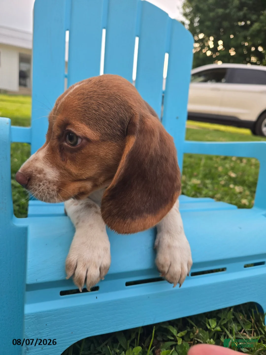 Beagle dogs for sale: Porter - Ad 5