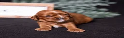 Cavalier King Charles Spaniel dogs for sale: Tyson - Ad 6