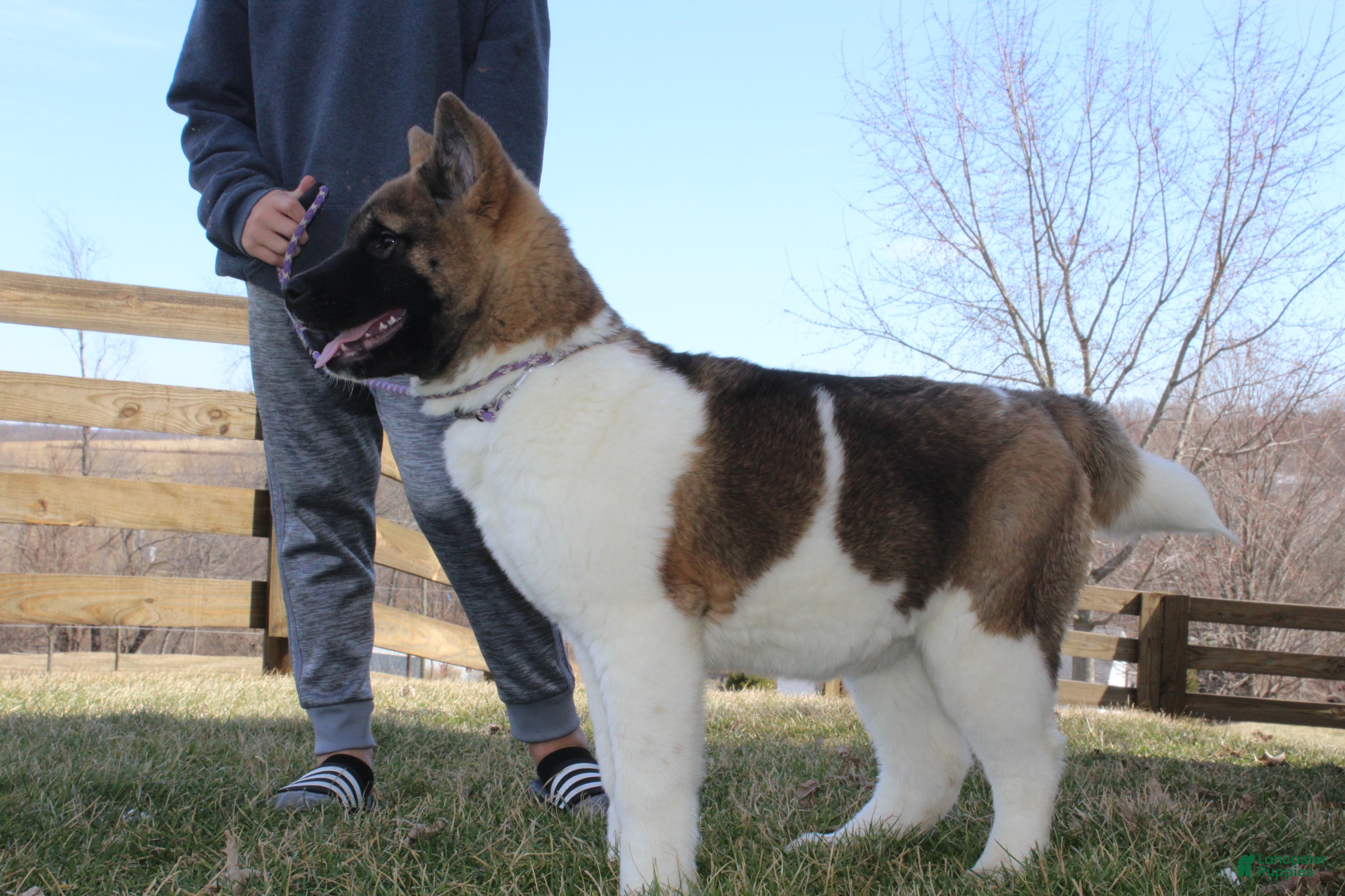 Akita dogs AKC Kuna - Ad 2