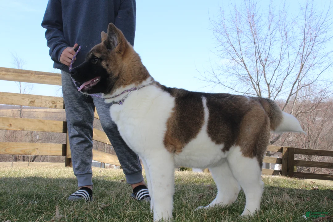 Akita dogs for sale: AKC Kuna - Ad 2
