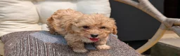Havapoo dogs for sale: Bandit - Ad 5