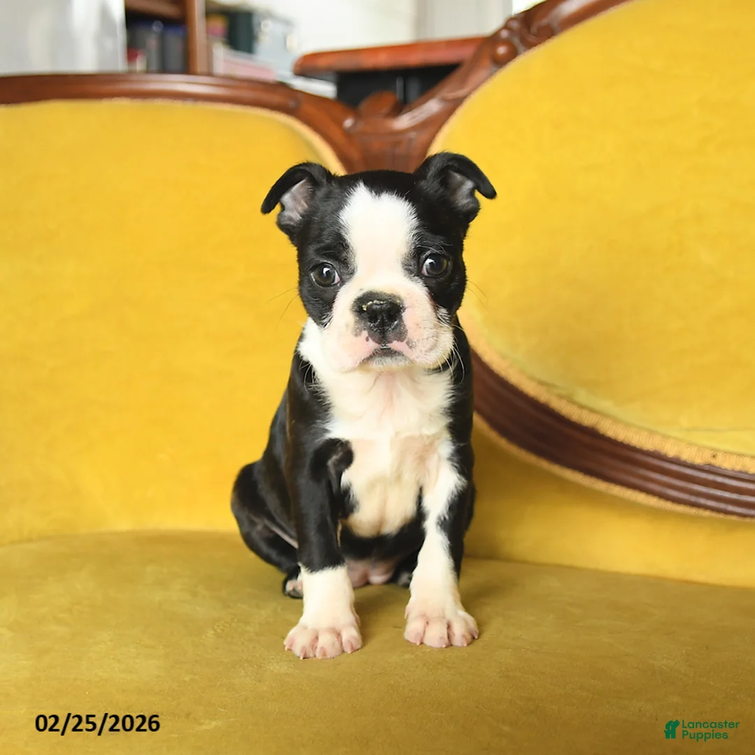 Boston Terrier dogs for sale: Roxie - Ad 2