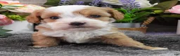 Cavapoo dogs for sale: #4 Male of Kate - Ad 3