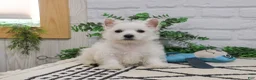 West Highland Terrier dogs for sale: Oscar  - Ad 4