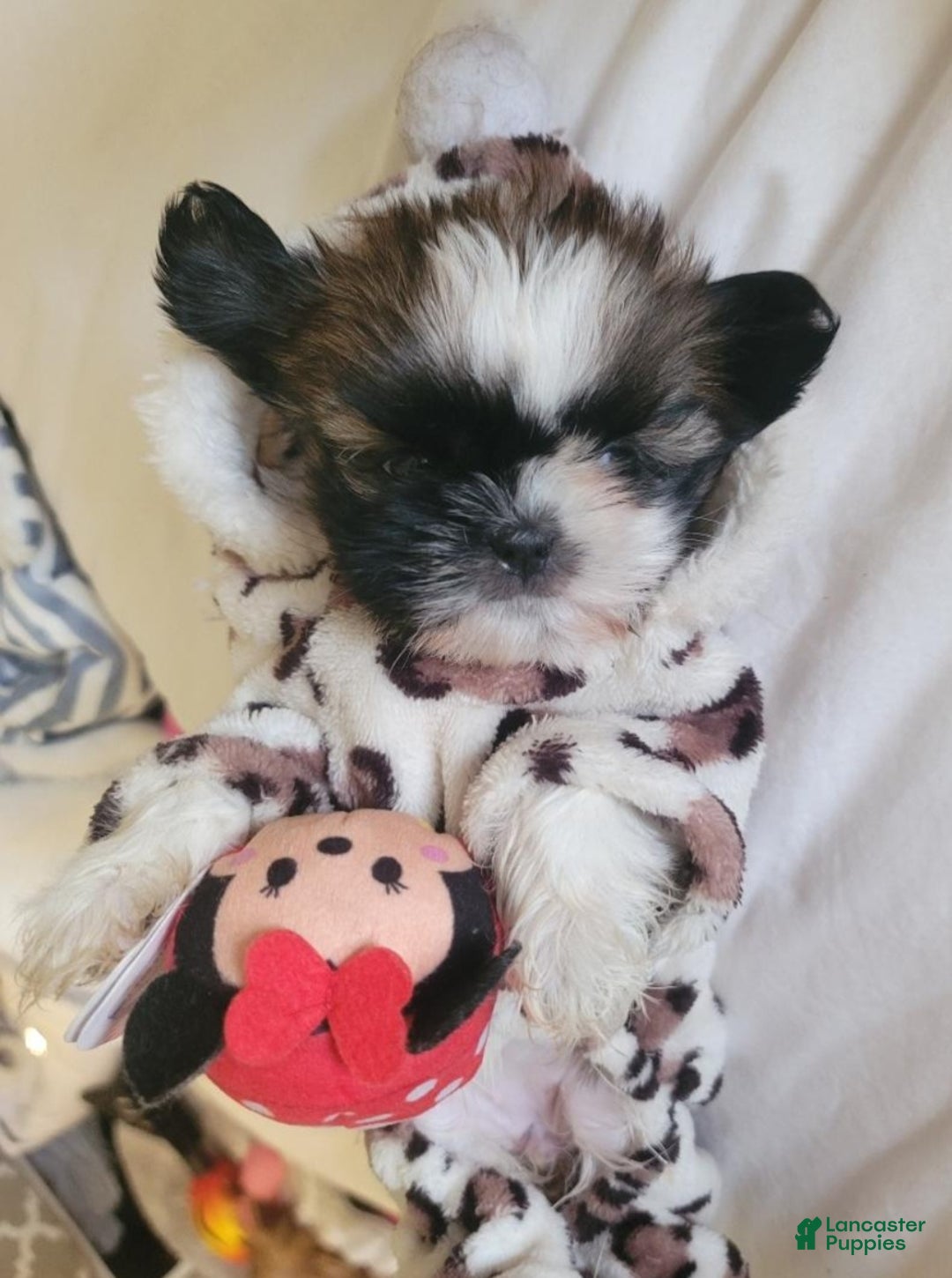 Shih Tzu dogs for sale: Shih Tzu Puppy 1 - Ad 1