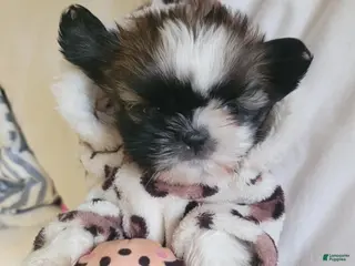 Shih Tzu dogs Shih Tzu Puppy 1 - Ad 2