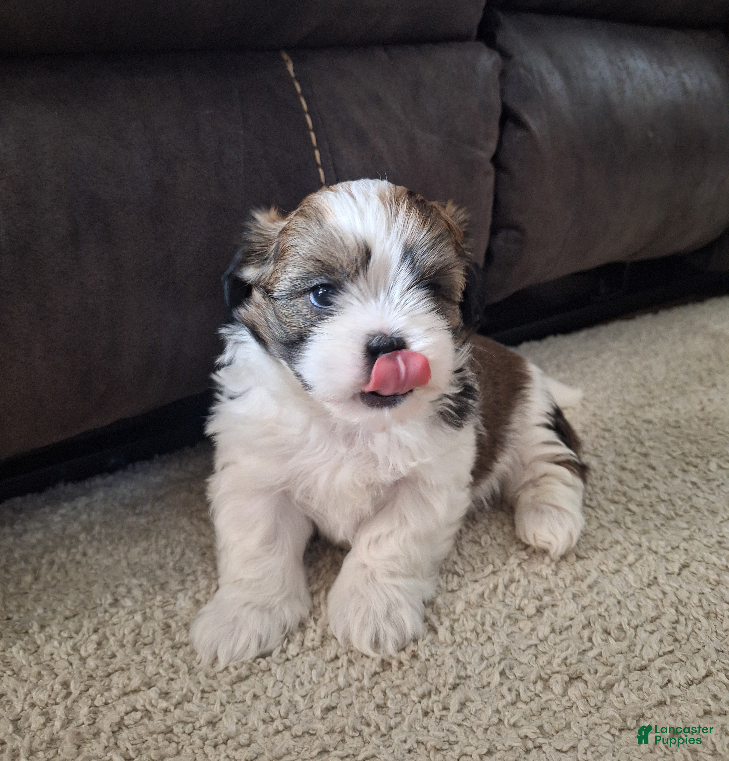 Shih Tzu dogs Archie - Ad 2