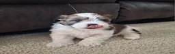 Shih Tzu dogs for sale: Archie - Ad 2