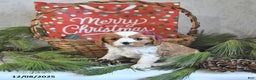 Cavalier King Charles Spaniel dogs for sale: Noelle - Ad 5