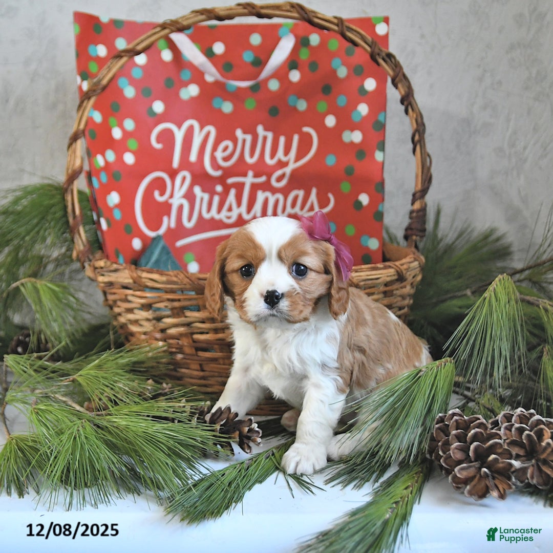 Cavalier King Charles Spaniel dogs for sale: Noelle - Ad 5