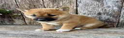 Shiba Inu dogs for sale: Olive - Ad 5
