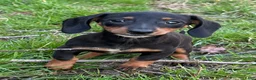 Miniature Dachshund dogs for sale: Pretzel - Ad 1