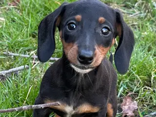 Miniature Dachshund dogs for sale: Pretzel - Ad 4