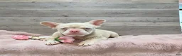 French Bulldog dogs for sale: Thistle - Ad 5