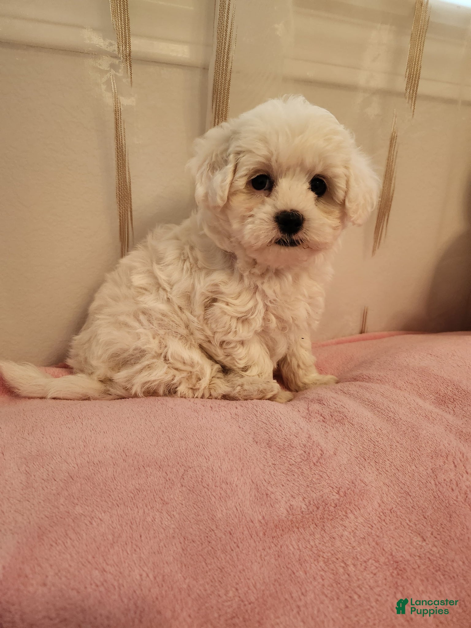 Maltipoo dogs Maltipoo Puppy 3 - Ad 3