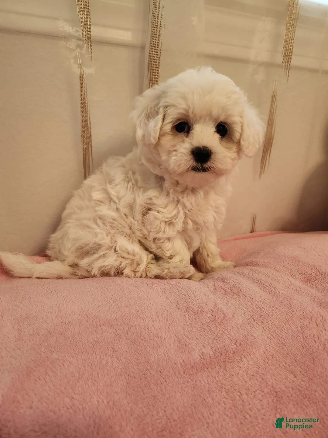 Maltipoo dogs for sale: Maltipoo Puppy 3 - Ad 1