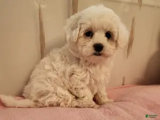 Maltipoo dogs Maltipoo Puppy 3 - Ad 3
