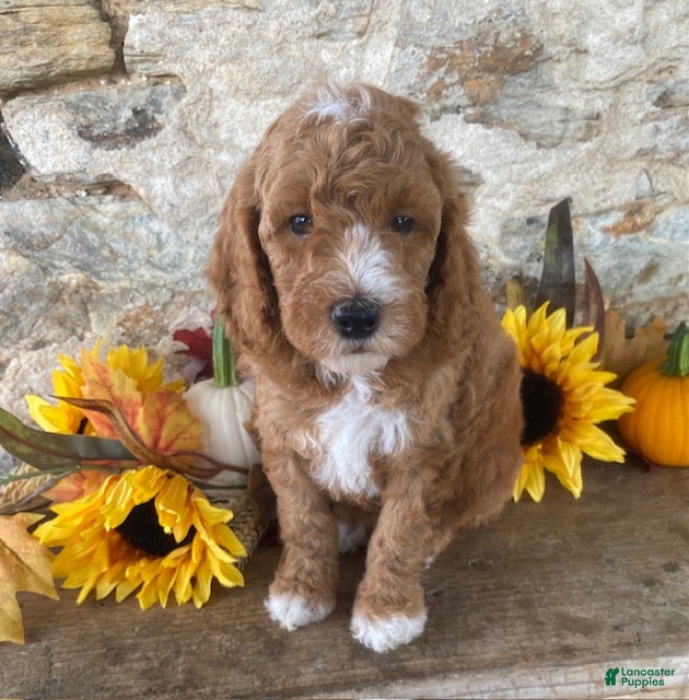 Mini Goldendoodle dogs Norris - Ad 1
