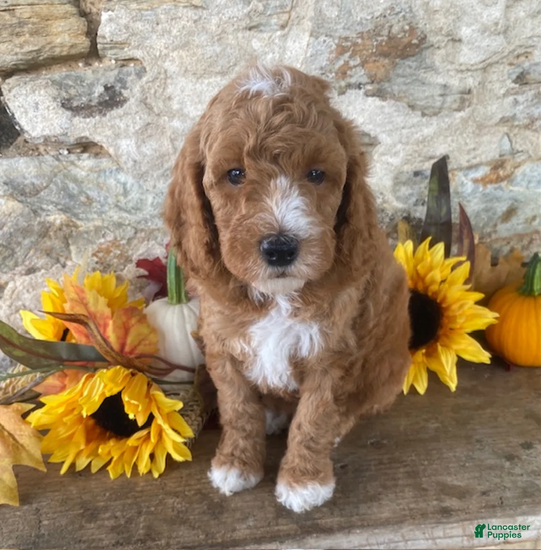 Mini Goldendoodle dogs for sale: Norris - Ad 1