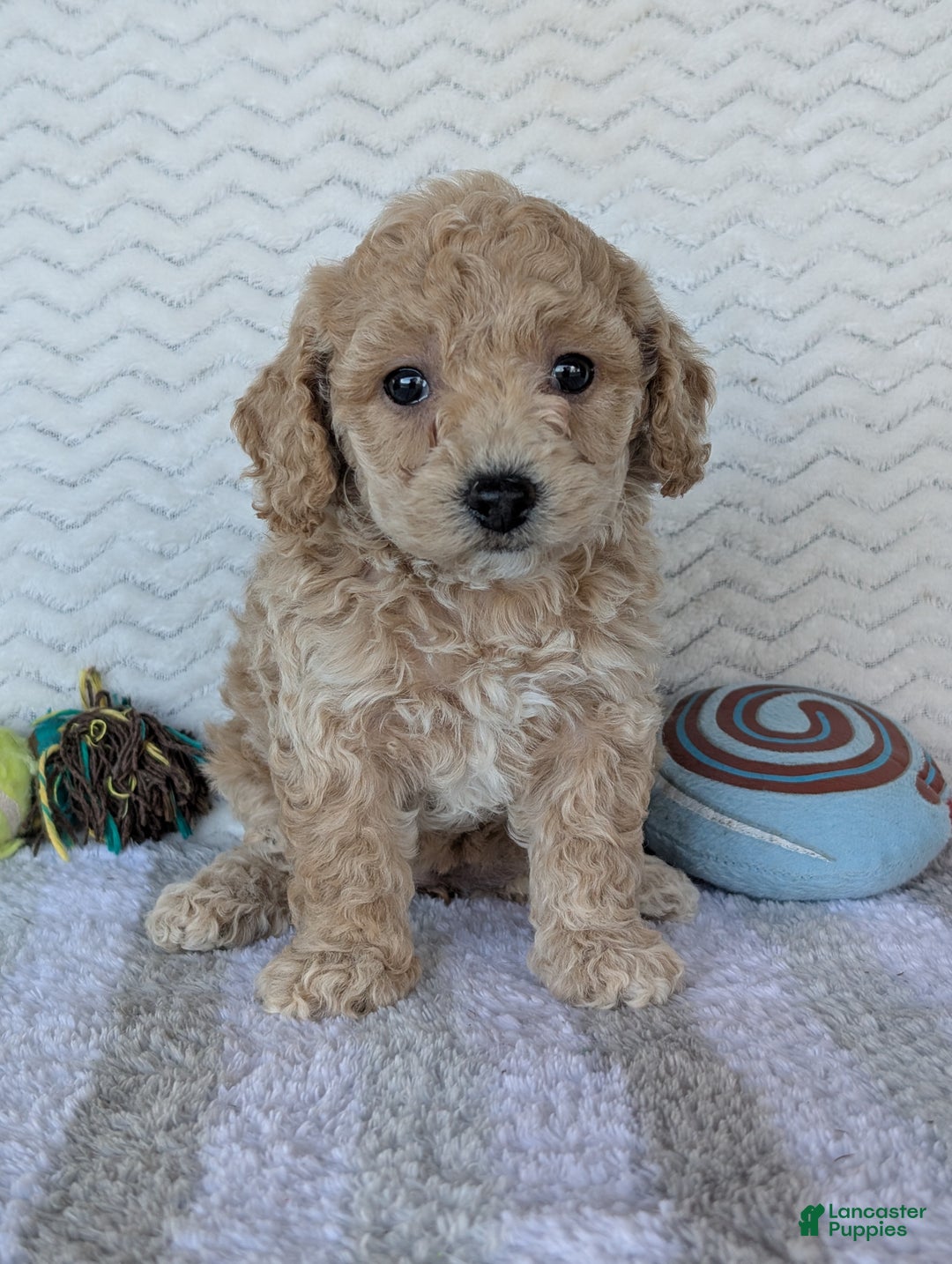 Bichpoo dogs for sale: Dasiy - Ad 14