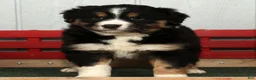 Australian Shepherd dogs for sale: Freddy - Ad 1
