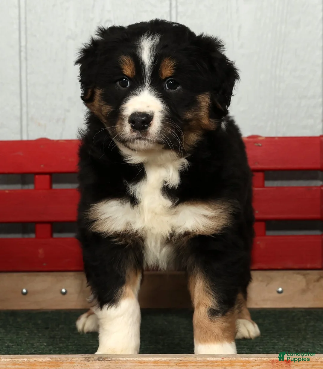 Australian Shepherd dogs for sale: Freddy - Ad 1