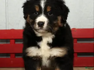 Australian Shepherd dogs Freddy - Ad 2