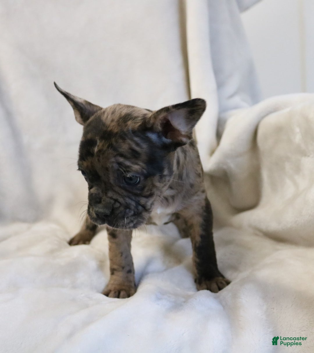 Frenchton dogs for sale: Caylee - Ad 11