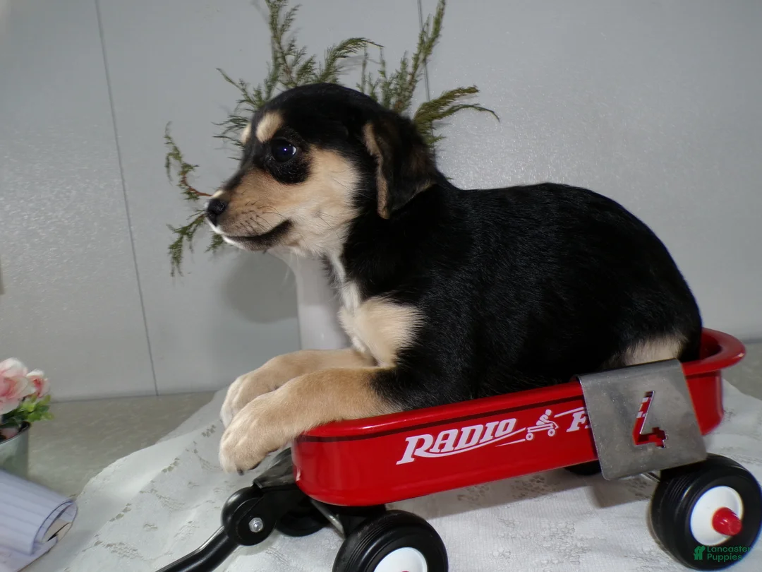 Mixed Breed dogs for sale: Mixed Breed Puppy 4 Missy - Ad 3