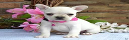 French Bulldog dogs for sale: Fargo - Ad 11