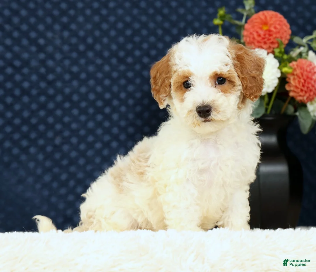 Bichpoo dogs for sale: Eric - Ad 1
