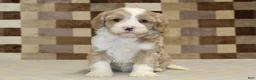Double Doodle dogs for sale: Jack - Ad 3