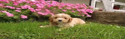 Cavapoochon dogs for sale: Max - Ad 8