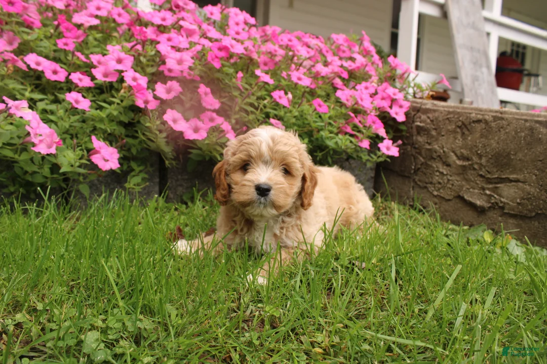 Cavapoochon dogs for sale: Max - Ad 8