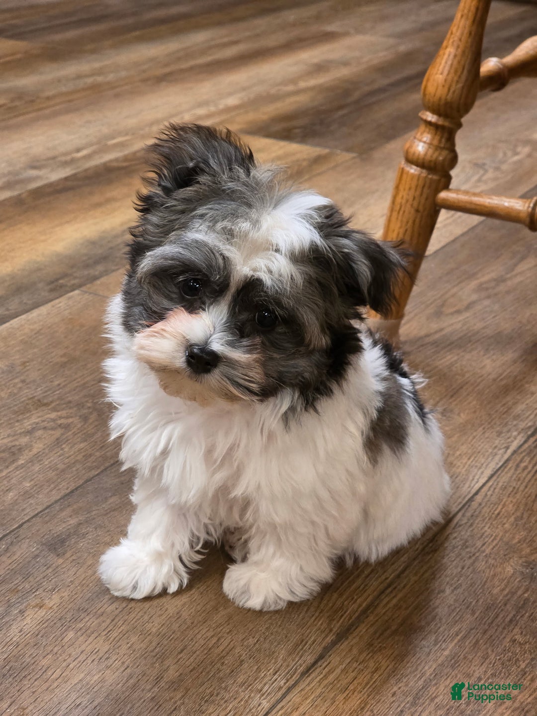 Havanese dogs for sale: Tin Tin - Ad 6