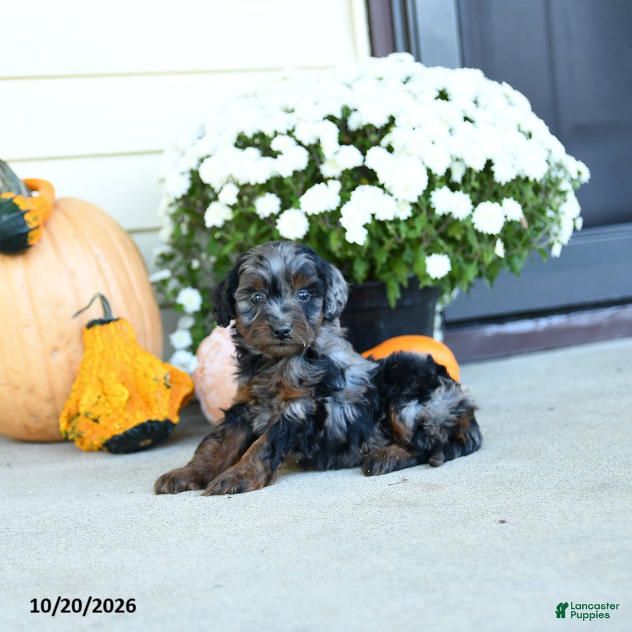 Mini Goldendoodle dogs for sale: Belgiam - Ad 2