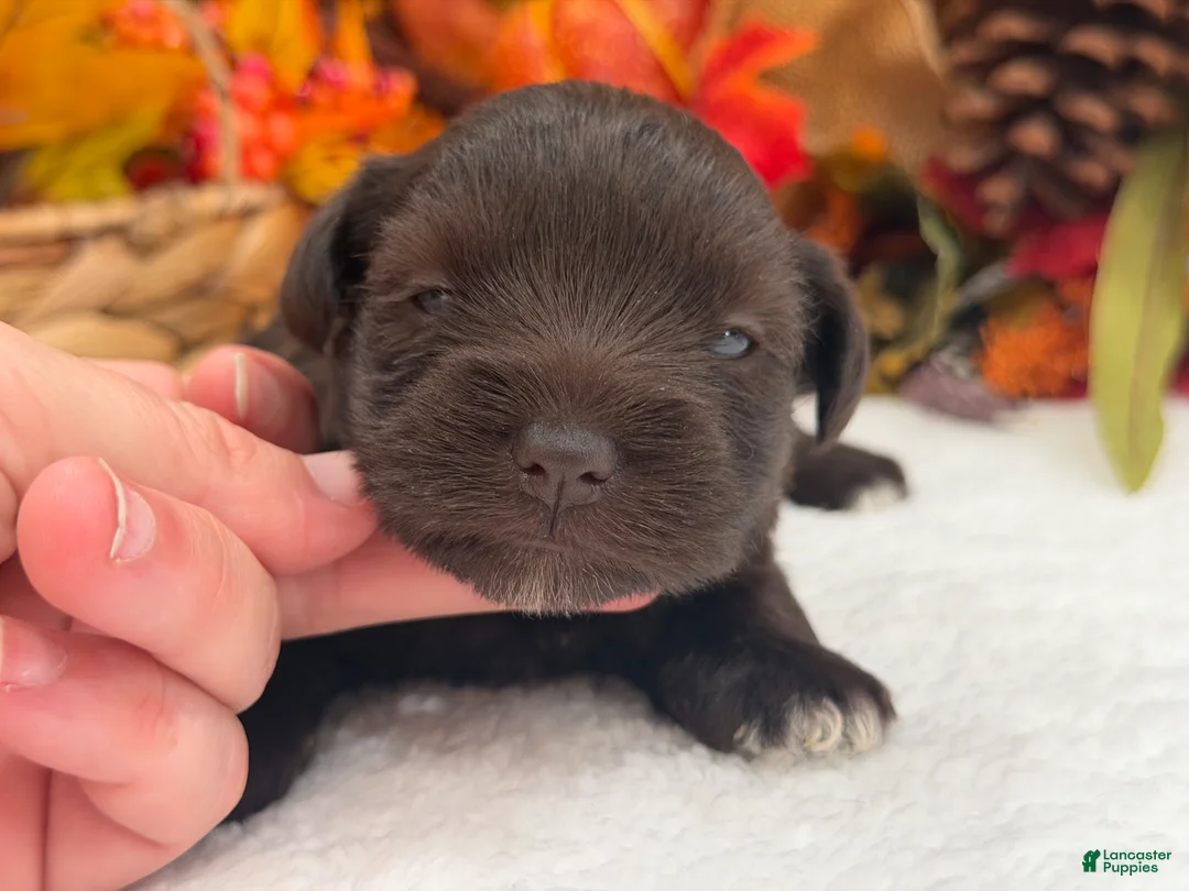 Miniature Schnauzer dogs for sale: Lexie Female 2 AKC Liver Color Mega Coat - Ad 2