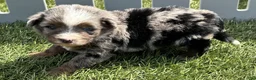 Mini Bernedoodle dogs for sale: Bailey - Ad 3
