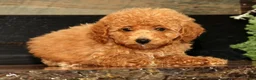 Miniature Poodle dogs for sale: Layla - Ad 4