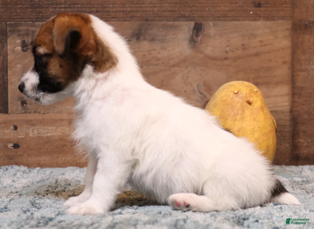 Jack Russell Terrier dogs for sale: Wayne Shorty male with red head - Ad 1