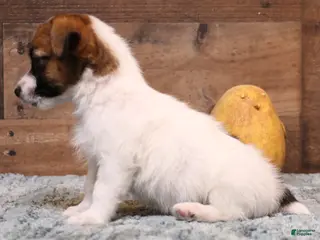 Jack Russell Terrier dogs Wayne Shorty male with red head - Ad 2